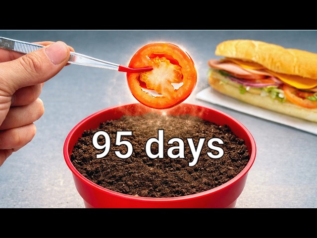 Can I Grow a Garden from a Subway Sandwich?