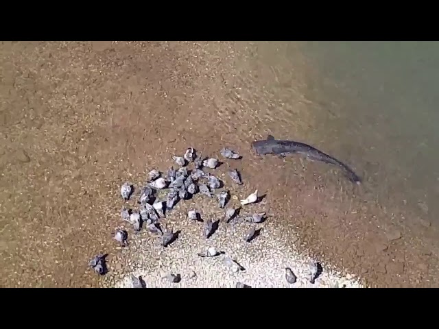 Catfish attack of pigeons