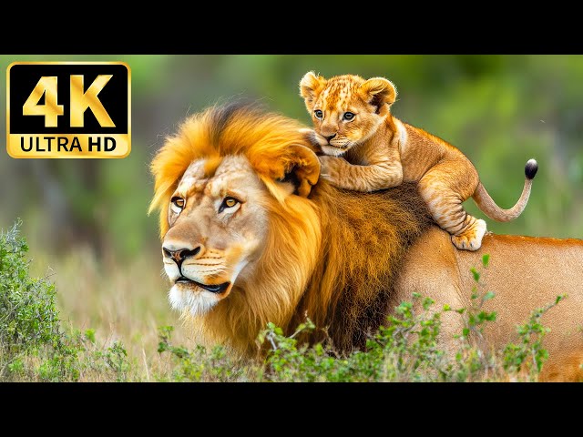 🌿 4K Animal Kingdom 🌍 Tranquil Wildlife Exploration with Calming Music