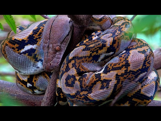 Reticulated Python: Sungei Buloh: Singapore Nature 2020