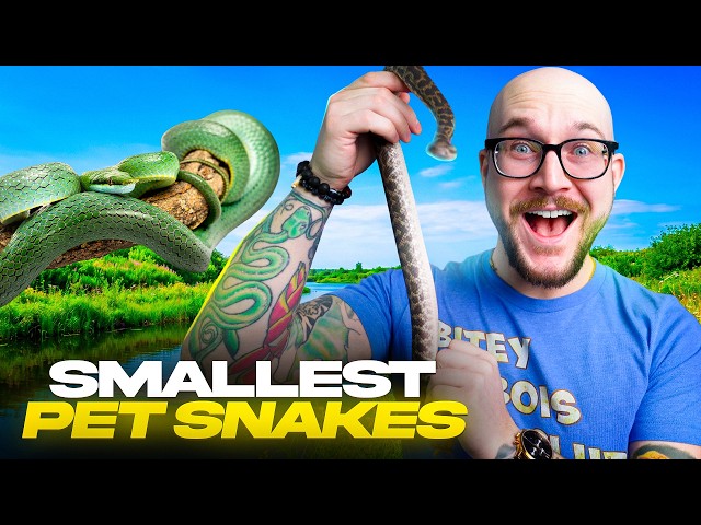 Top 5 SMALLEST Pet Snakes YOU'VE Never Heard Of