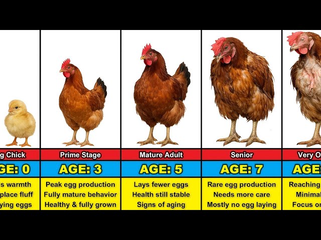 Chicken Transformation From 0 to 10 Years Old