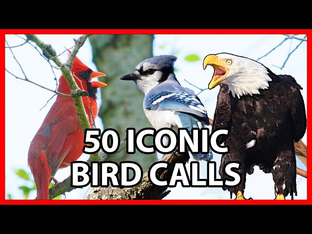 50 Iconic Bird Sounds