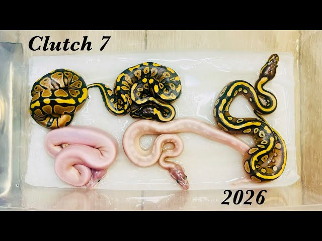 Clutch 7 of 2026… Red Stripe Mojave x Phantom Goblin ball python hatchlings🔥 #ballpythonmorphs 