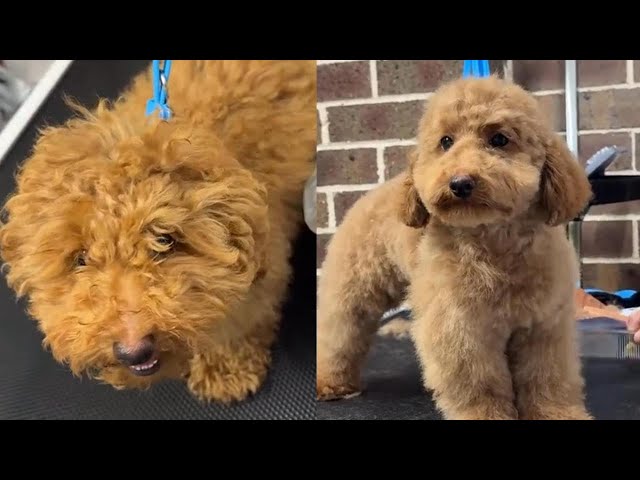 Ollie's first professional groom is out of our expectation