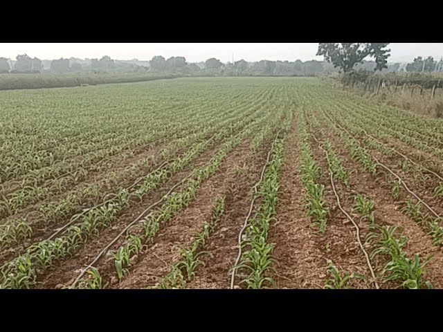 గుడ్ ఈవెనింగ్ 🌹