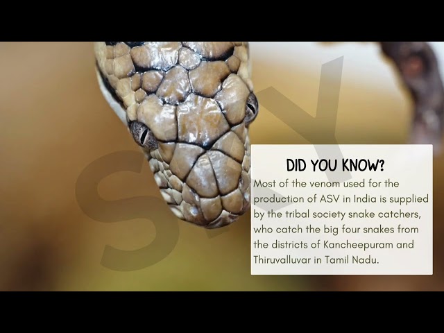 Snake bite and its management #neetpreparation #neetpg #emergencymedicine 