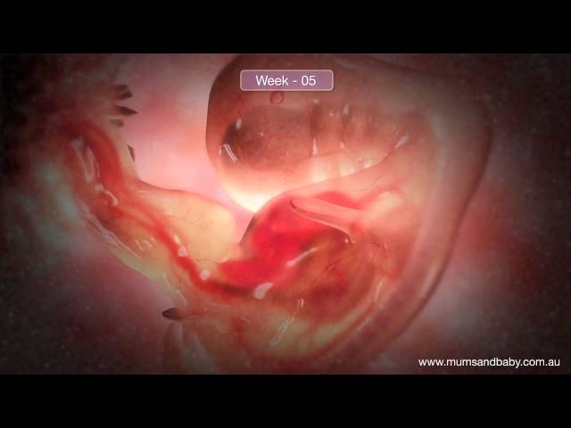 Pregnancy Week 5. www.mumsandbaby.com