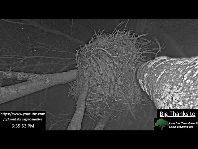 Avon Lake Eagle Cam 3