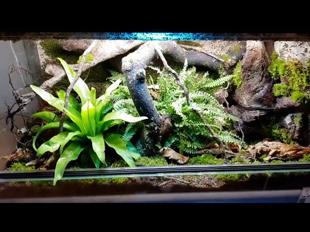 Royal python natural vivarium