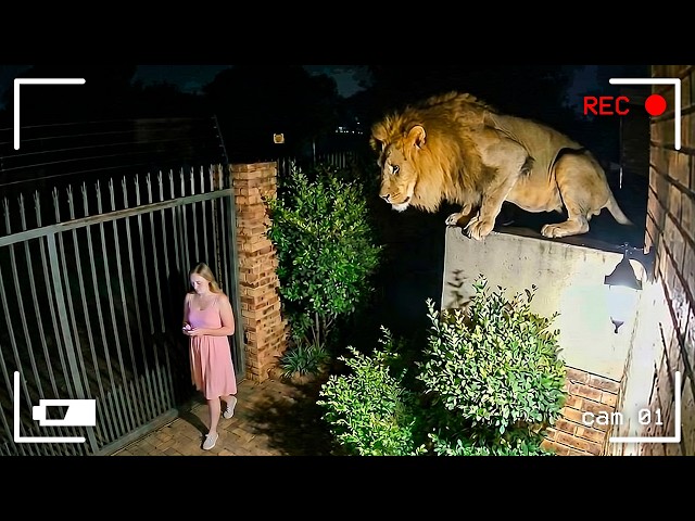 Animales Salvajes Invadiendo Ciudades Captados en Cámara