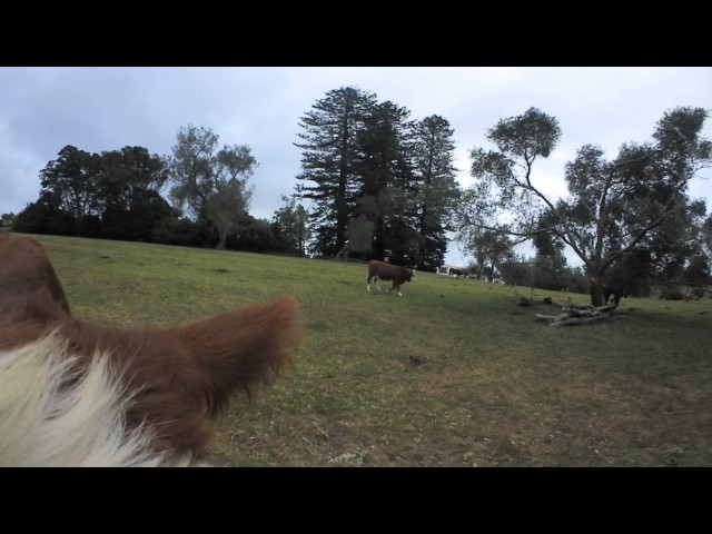 360° Cows on a farm in New Zealand