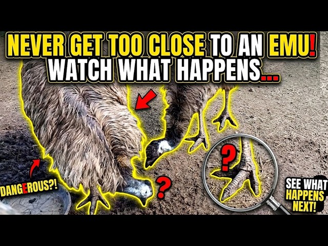 🐦 NEVER GET TOO CLOSE TO AN EMU! 😱 WATCH WHAT HAPPENS…