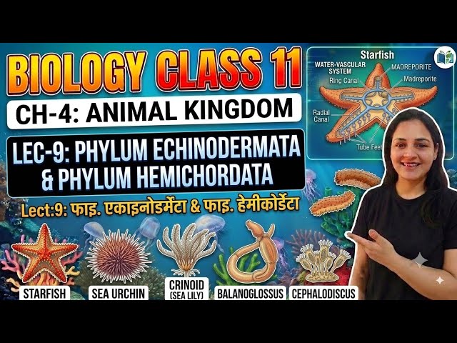 Phylum Echinodermata & Hemichordata | Class 11 Biology Ch-4 L-9 | Animal Kingdom NCERT + NEET