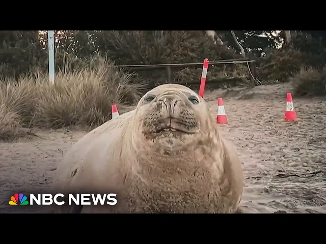 Neil the Seal is once again wreaking havoc in the streets of Tasmania