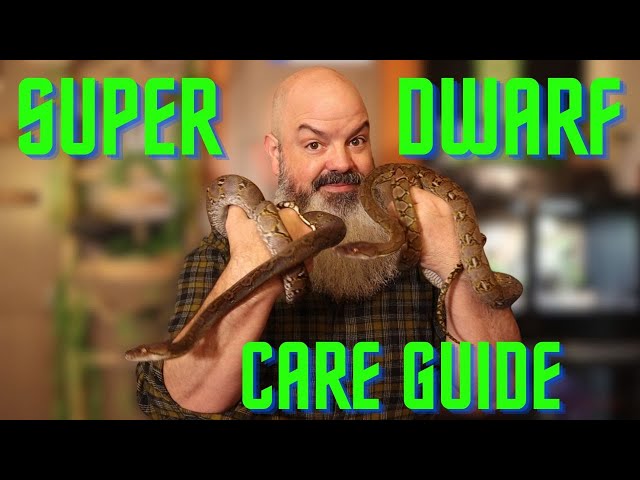 Care Guide: Dwarf & Super Dwarf Reticulated Pythons