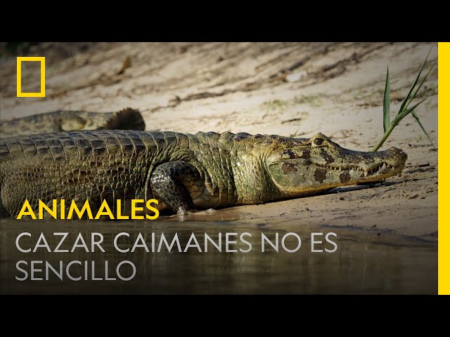 Este jaguar hambriento intenta cazar caimanes junto al río | NATIONAL GEOGRAPHIC ESPAÑA