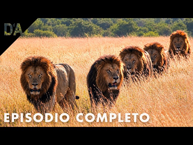 The Mapogo: Africa's Bloodiest Lion Dynasty (Full Episode) | DocuAnimales