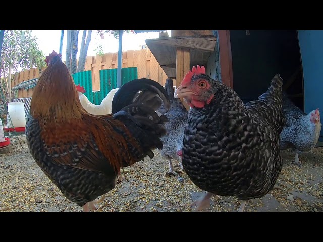 Backyard Chickens Coming Out Of The Coop In The Morning Roosters Crowing Hens Clucking!
