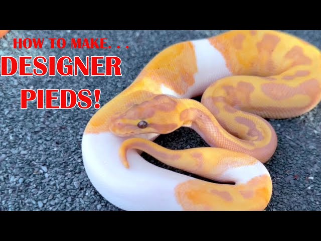3 GENERATIONS OF MULTI-GENE PIED BALL PYTHONS!