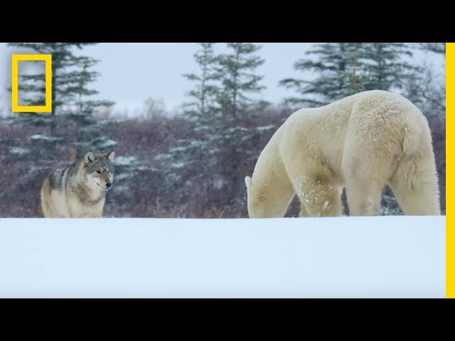 Wolf Pack Takes on a Polar Bear - Ep. 1 | Wildlife: The Big Freeze
