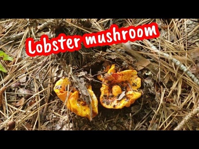 First time foraging Lobster mushroom with kido.