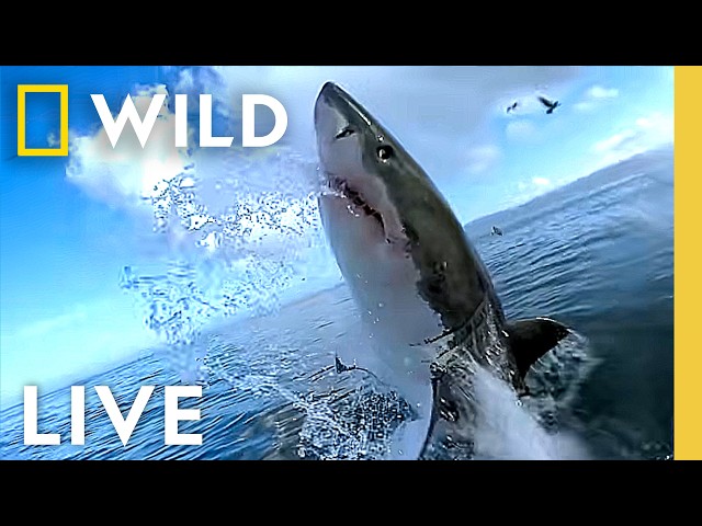 🔴 LIVE: Investigating the World's Biggest Sharks | LIVESTREAM | Nat Geo Animals