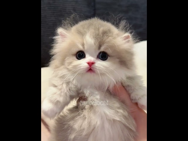 kittens cute overload🥰❤️