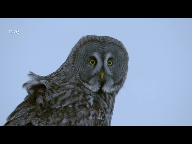 Rapaces Puño de dagas - Vidas extremas  - Documentales de animales