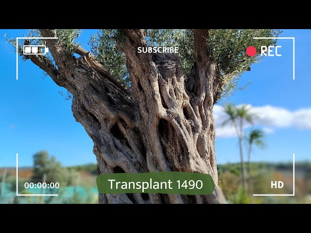 Olive Tree Transportation Code 1490 x Nurseries Delta Trees