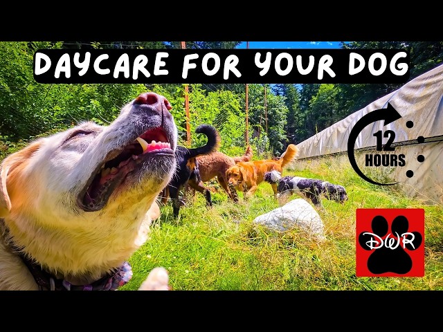DOG TV 12 Hours 🐕 Adventures for Dogs | Keeps Dogs Calm & Entertained