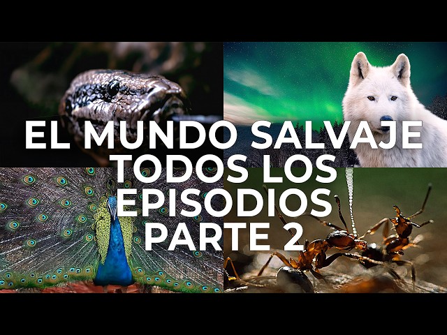 El Mundo Salvaje: Serie Documental Completa Parte 2 | Free Documentary Nature -  Español