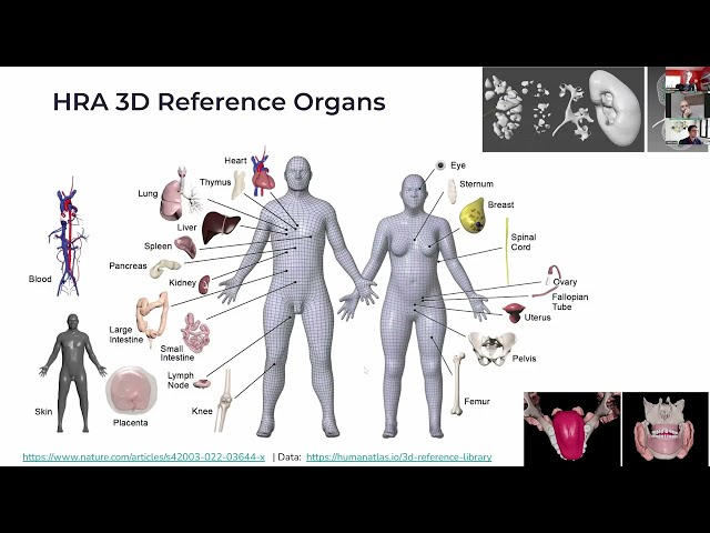 Human Reference Atlas and Data Visualization Construction and Usage
