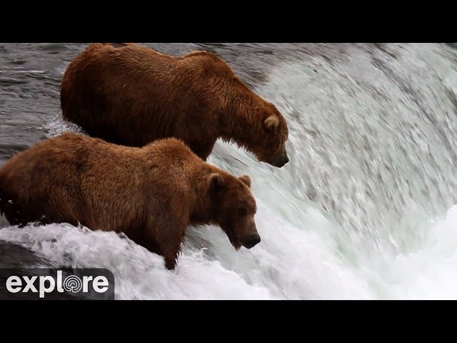 LIVE Brooks Falls - Katmai National Park, Alaska 2026 | explore.org