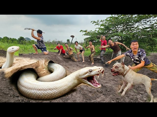 Expert bravely uses Pitbulls to dig out and capture a giant white python.