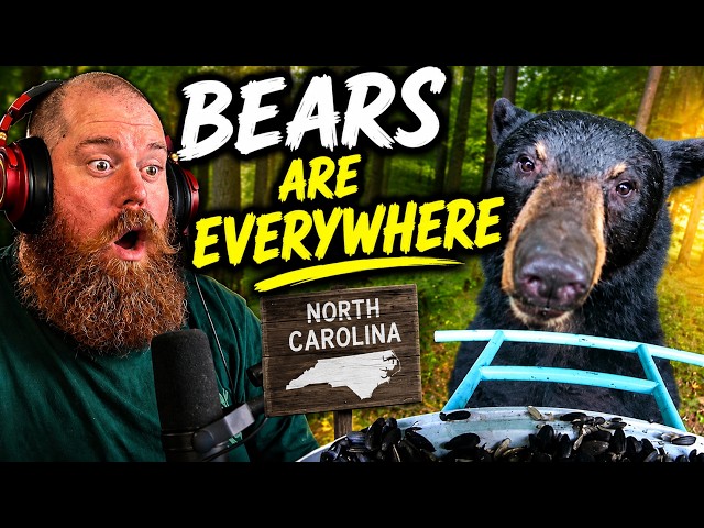 Aussie Reacts To Living with North Carolina Black Bears