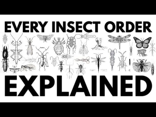 Every Insect Order Explained ASMR (rainy day-no music)