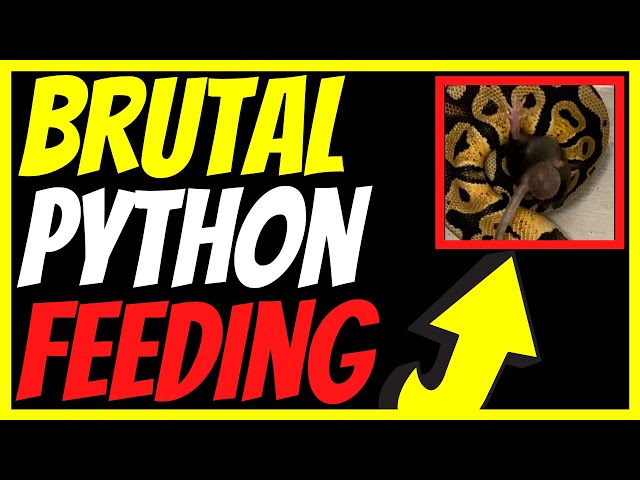 [WARNING] ⚠️ Mouse's 🐁 Balls Almost Explode 💣💥 #YouTube Shorts