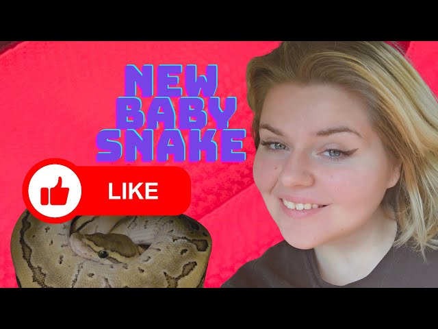 New Baby Ball Python Vlog #1