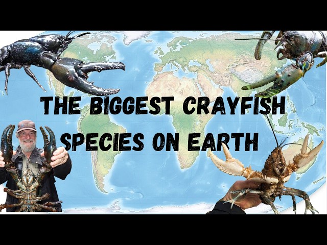 The 5 Biggest Crayfish Species On Earth