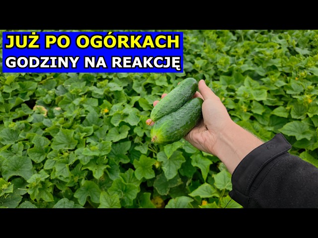 Cucumber Season Over. Hours to React. Downy mildew intervention spray. Growing field cucumbers