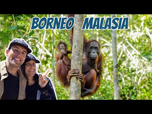 Qué ver en Borneo Malayo 🇲🇾  Sepilok y safari por el Río Kinabatangan 🦧
