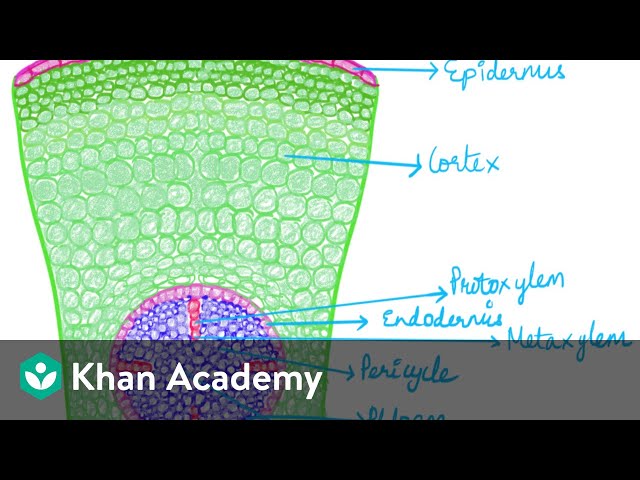 Anatomy of the Root | Chapter 6 | Biology | Khan Academy