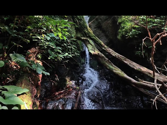 Gentle Piano & Calming River Sounds for Deep Sleep | Fall Asleep Instantly • 8 Hours