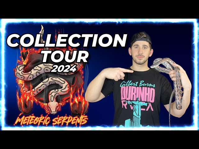 REPTILE COLLECTION TOUR 2024 - BALL PYTHONS & COLUBRIDS!