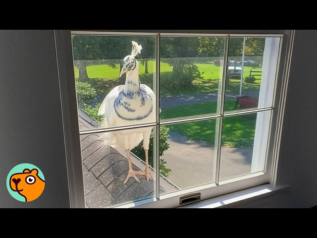 Peacock Knocks On Window Every Single Morning | Cuddle Buddies