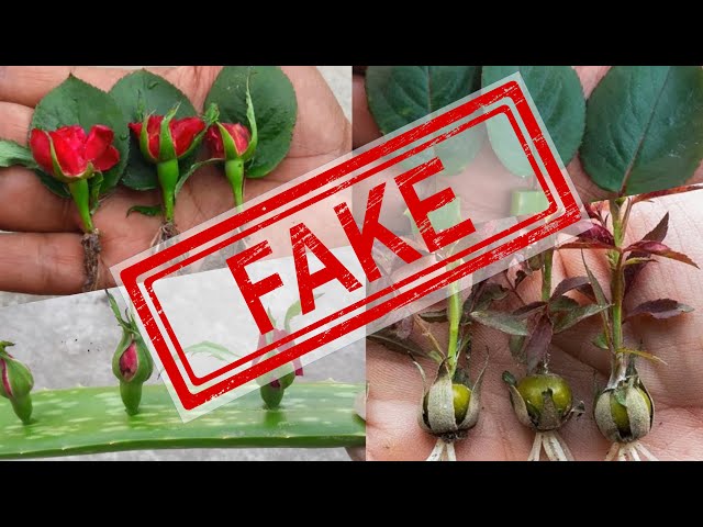 Professional Grower Exposes Fake Rose Propagation Videos