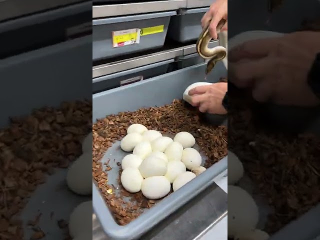 Can't Believe This HUGE Ball Python Clutch! 😱