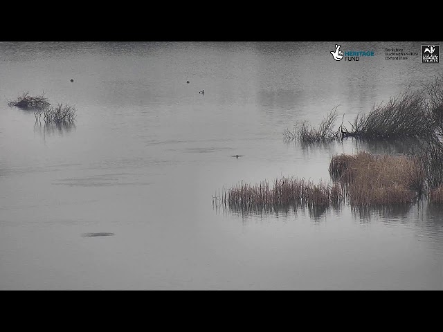 College Lake bird hide livestream