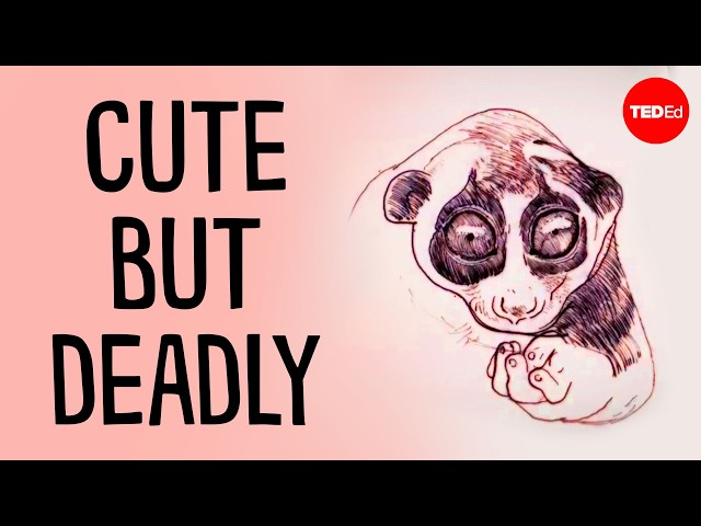 Meet the slow loris, the only venomous primate in existence - Stephanie A. Poindexter